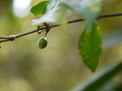 Canthium angustifolium