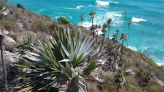 Coccothrinax boschiana