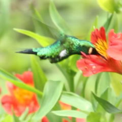 Chlorostilbon melanorhynchus