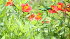 Chlorostilbon melanorhynchus