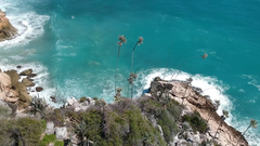Coccothrinax boschiana