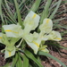 Palestine Iris - Photo (c) Yuval, some rights reserved (CC BY-NC), uploaded by Yuval