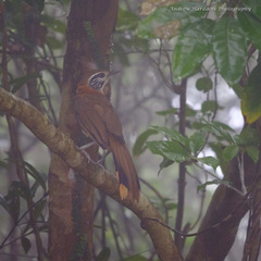 Pterorhinus pectoralis
