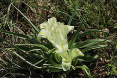 Iris palaestina
