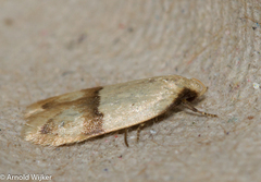 Odites kollarella