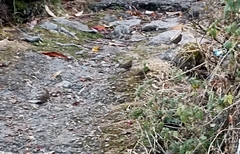 Procarduelis nipalensis