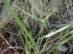 Eragrostis mexicana