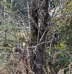 Carpodacus rodopeplus