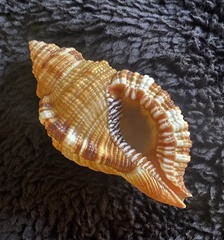 Monoplex pilearis