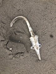 Beringraja binoculata