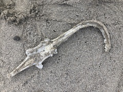 Beringraja binoculata