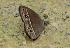 Mycalesis intermedia