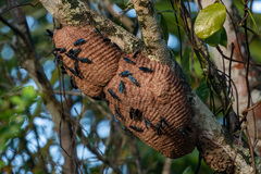 Synoeca ilheensis