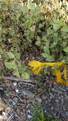 Ambrosia chenopodiifolia