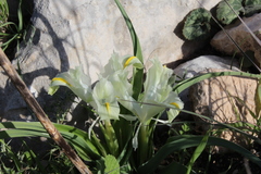 Iris palaestina