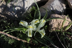 Iris palaestina