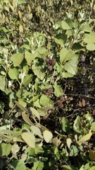 Ambrosia chenopodiifolia