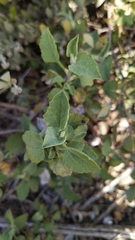Ambrosia chenopodiifolia