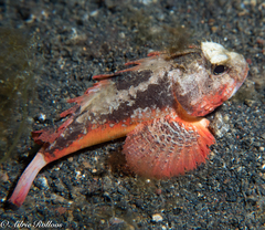 Richardsonichthys leucogaster