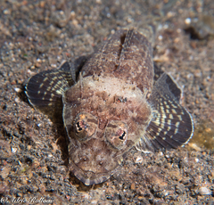 Cymbacephalus beauforti