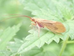 Anabolia