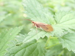 Anabolia