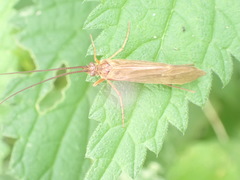 Anabolia
