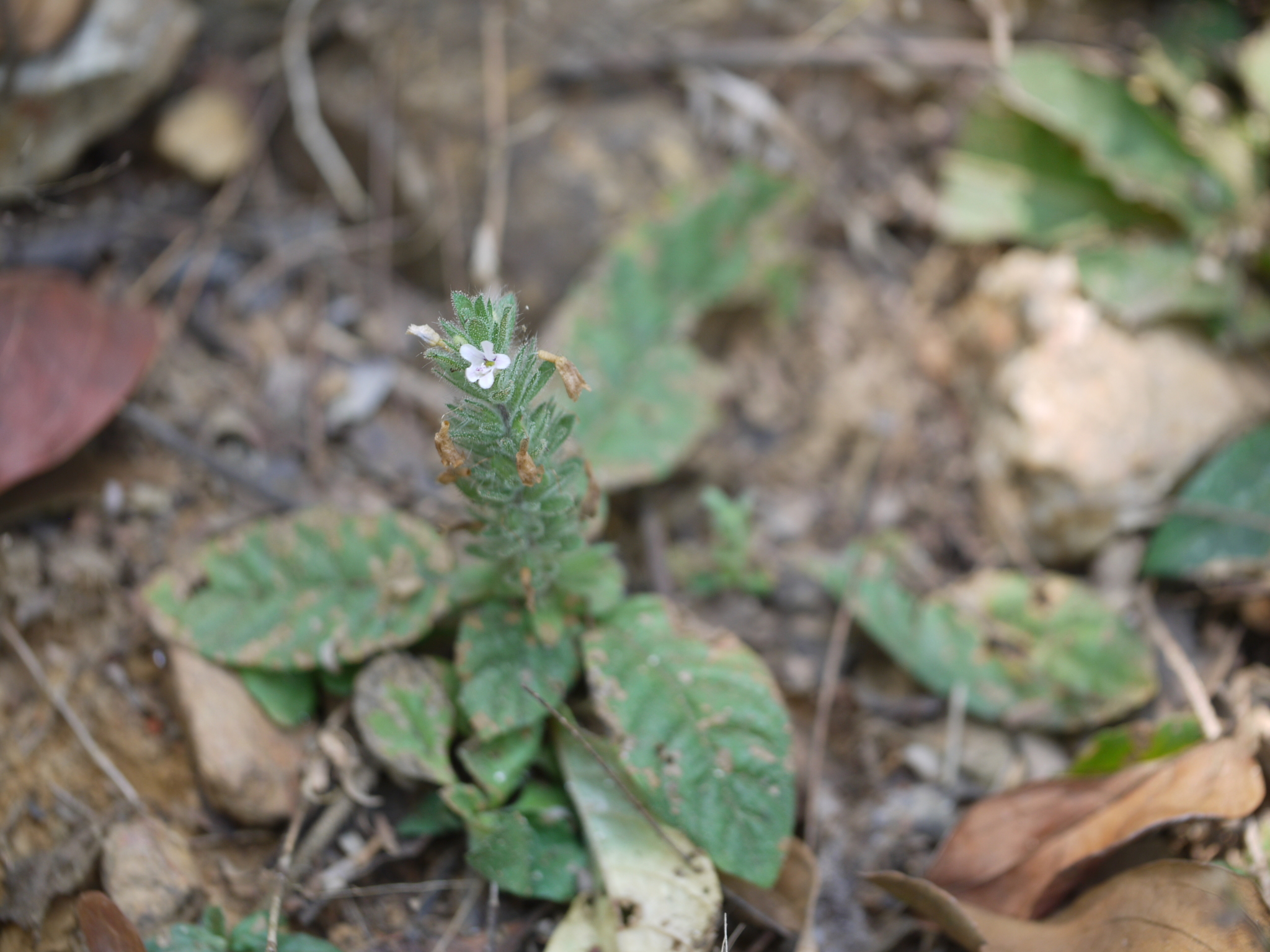 Staurogyne spatulata (Blume) Koord.