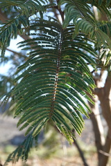 Senegalia picachensis