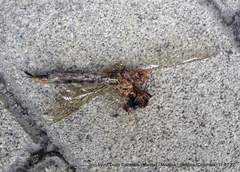 Rhionaeschna marchali