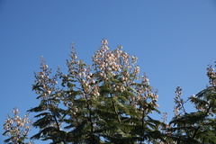 Senegalia picachensis