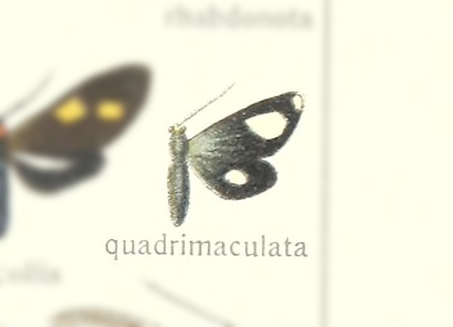 Uranophora quadrimaculata