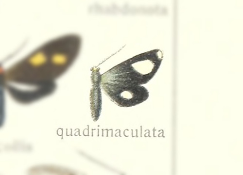 Uranophora quadrimaculata