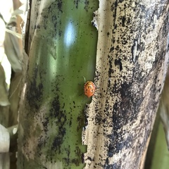 Brontocoris nigrolimbatus