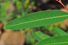 Pouteria salicifolia