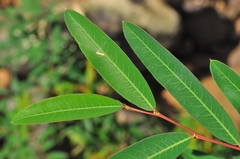 Pouteria salicifolia