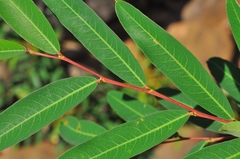 Pouteria salicifolia