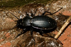 Carabus scheidleri