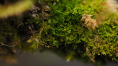 Metzgeria consanguinea