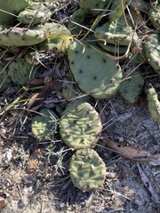 Opuntia mesacantha