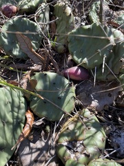 Opuntia mesacantha