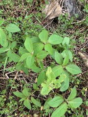 Euphorbia heterophylla