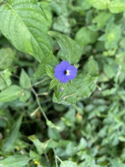 Browallia americana