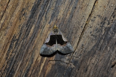 Noctuoidea