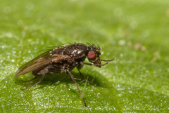 Leptocera