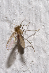Phlebotominae