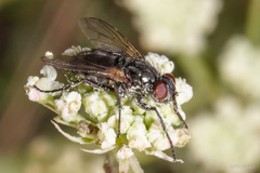 Phyto melanocephala