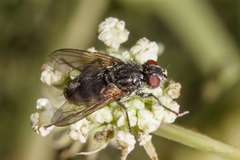 Phyto melanocephala