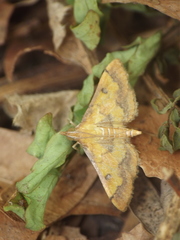 Ischnurges luteomarginalis