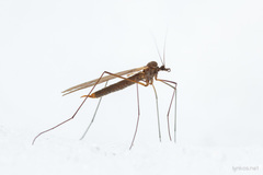 Trichocera major